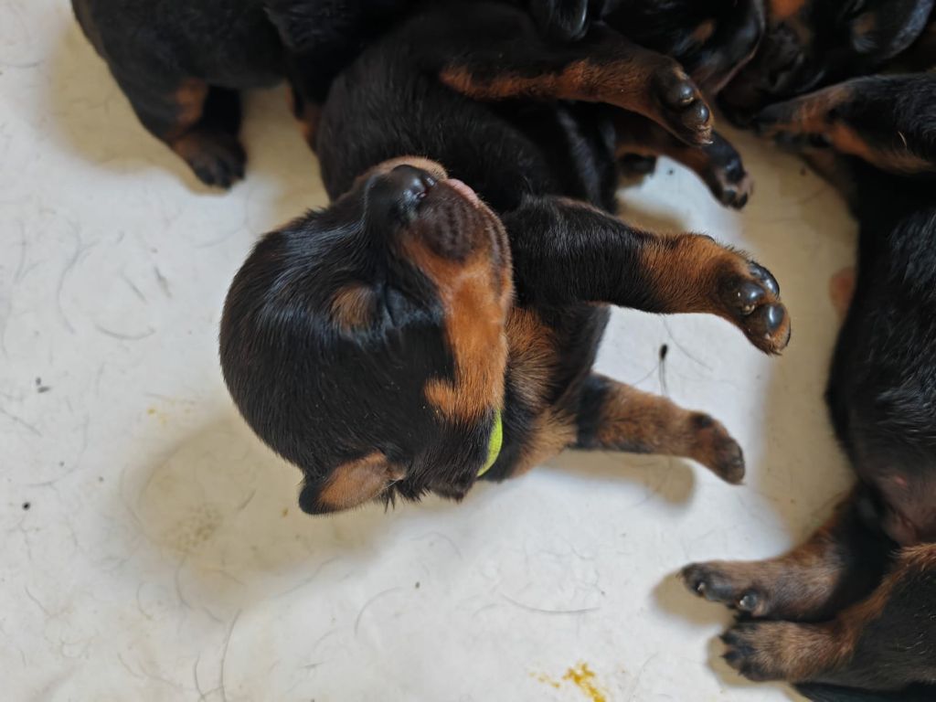 Der Wachter Von Vesta - Chiot disponible  - Rottweiler