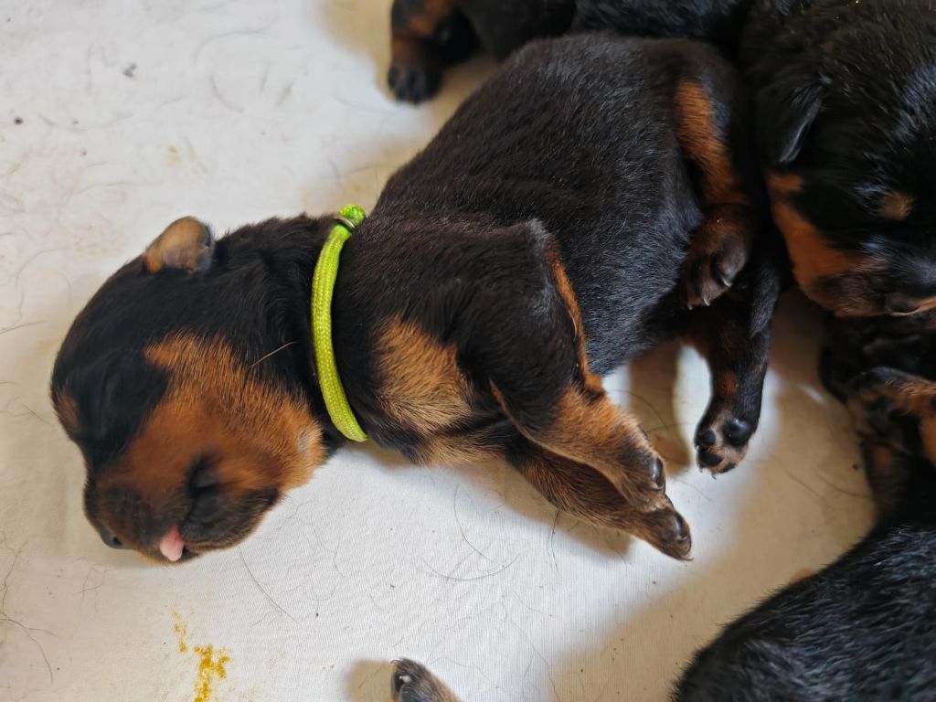 Der Wachter Von Vesta - Chiot disponible  - Rottweiler