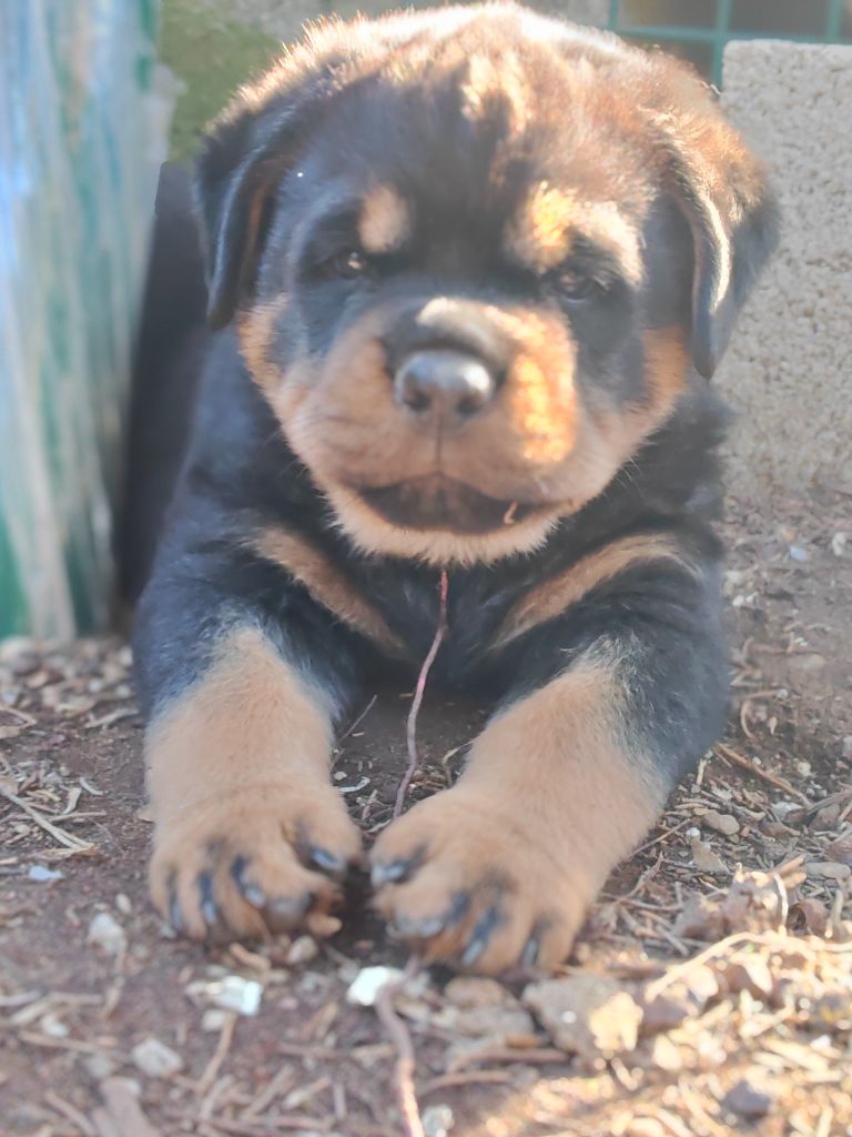 Magnifique chiots rottweiler LOF