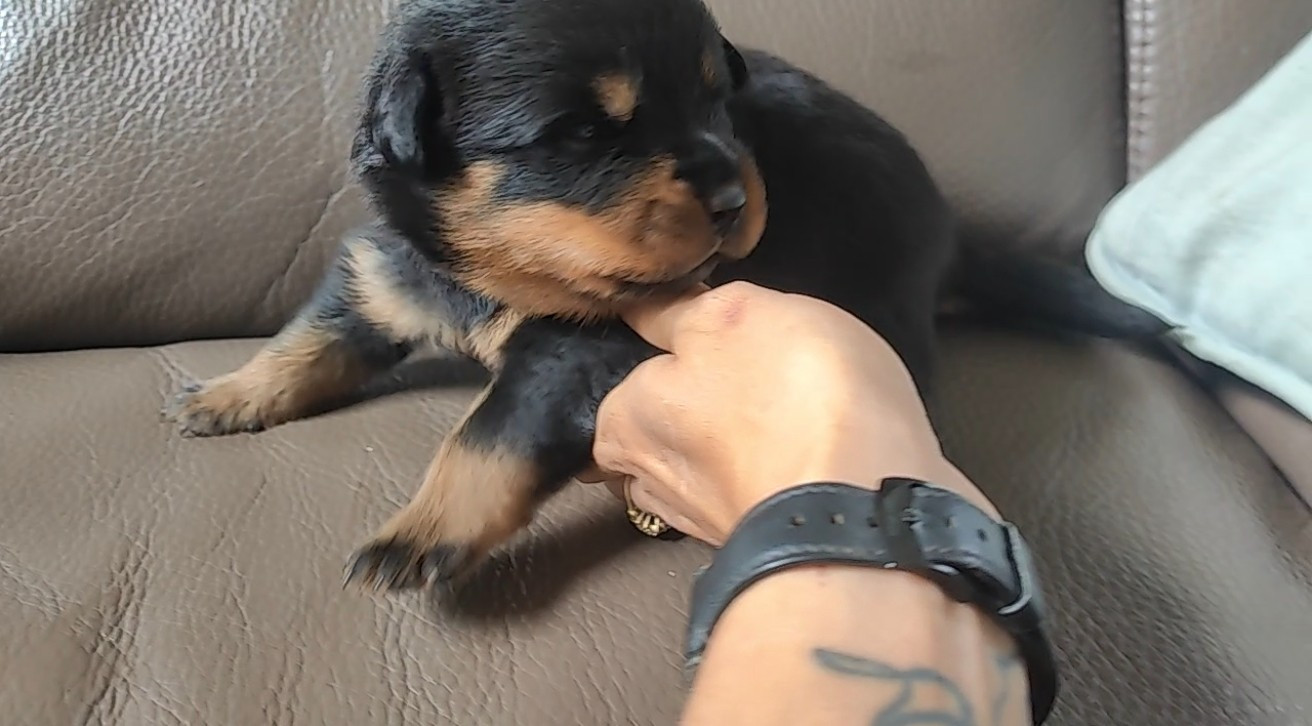 Der Wachter Von Vesta - Chiots disponibles - Rottweiler