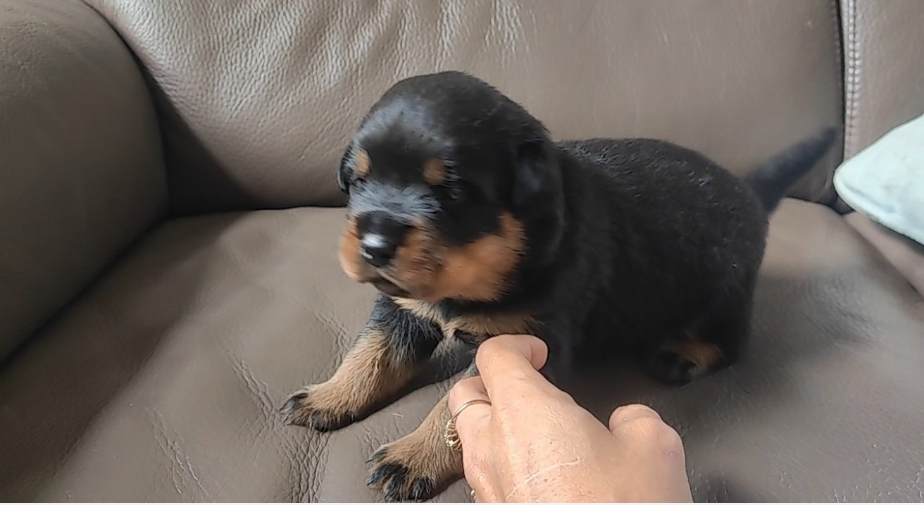 Der Wachter Von Vesta - Chiots disponibles - Rottweiler