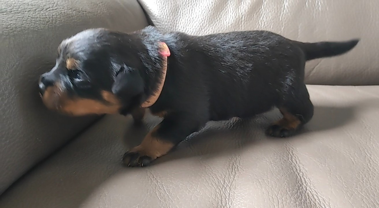 Der Wachter Von Vesta - Chiots disponibles - Rottweiler