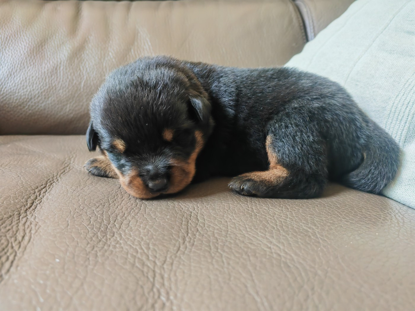 Der Wachter Von Vesta - Chiots disponibles - Rottweiler