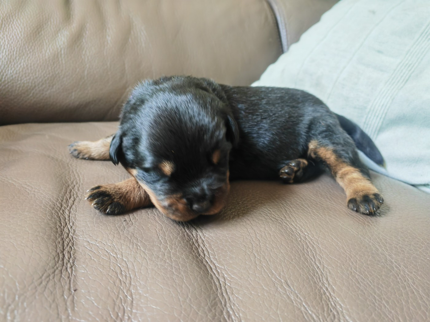Der Wachter Von Vesta - Chiots disponibles - Rottweiler