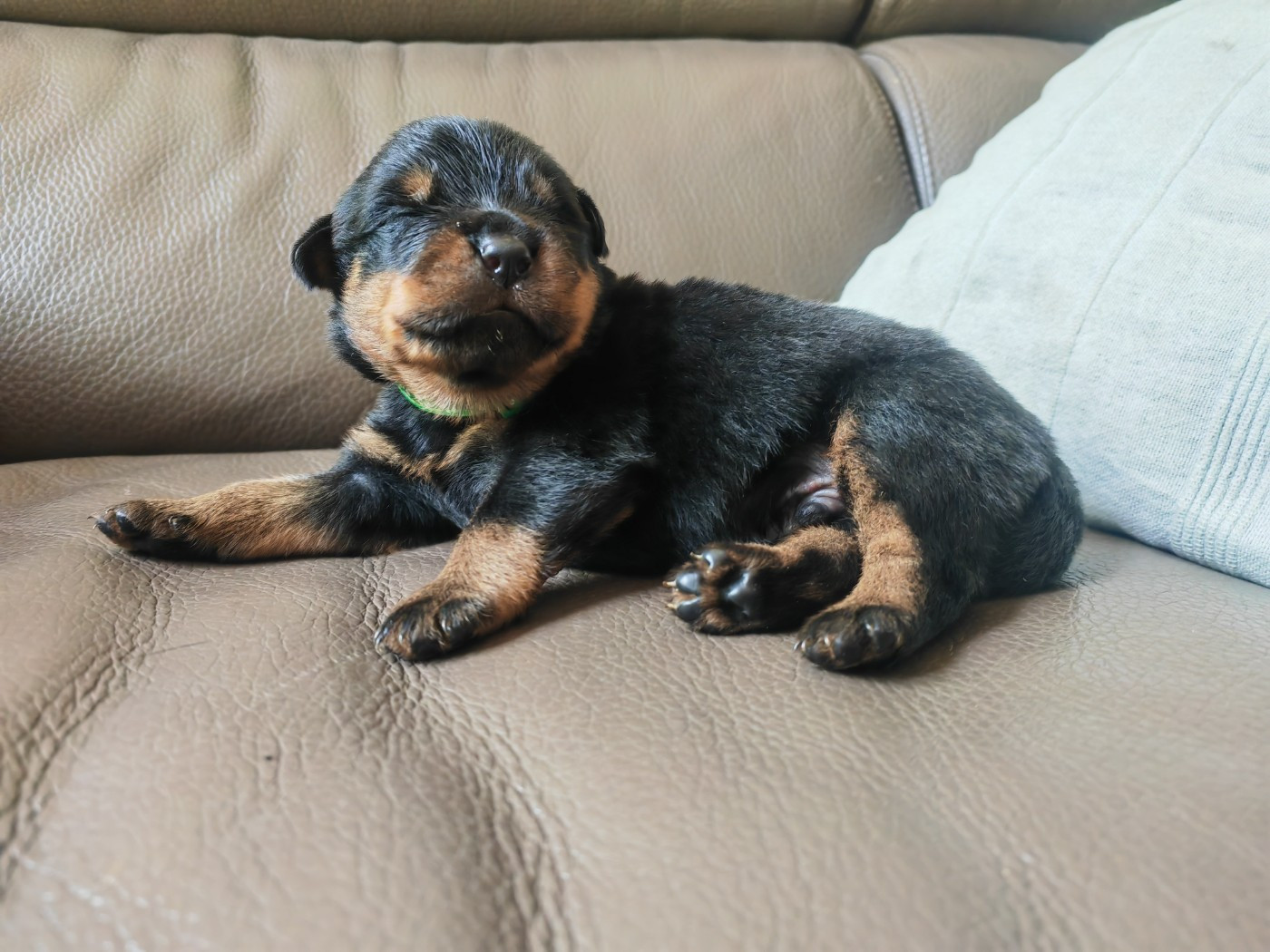 Der Wachter Von Vesta - Chiots disponibles - Rottweiler