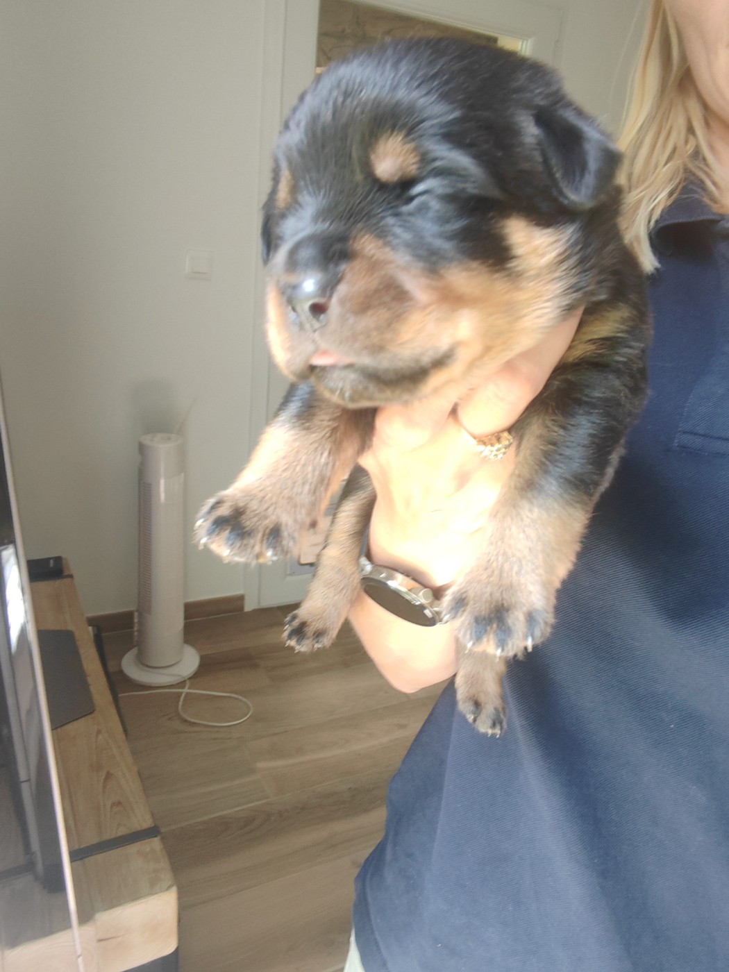 Der Wachter Von Vesta - Chiots disponibles - Rottweiler