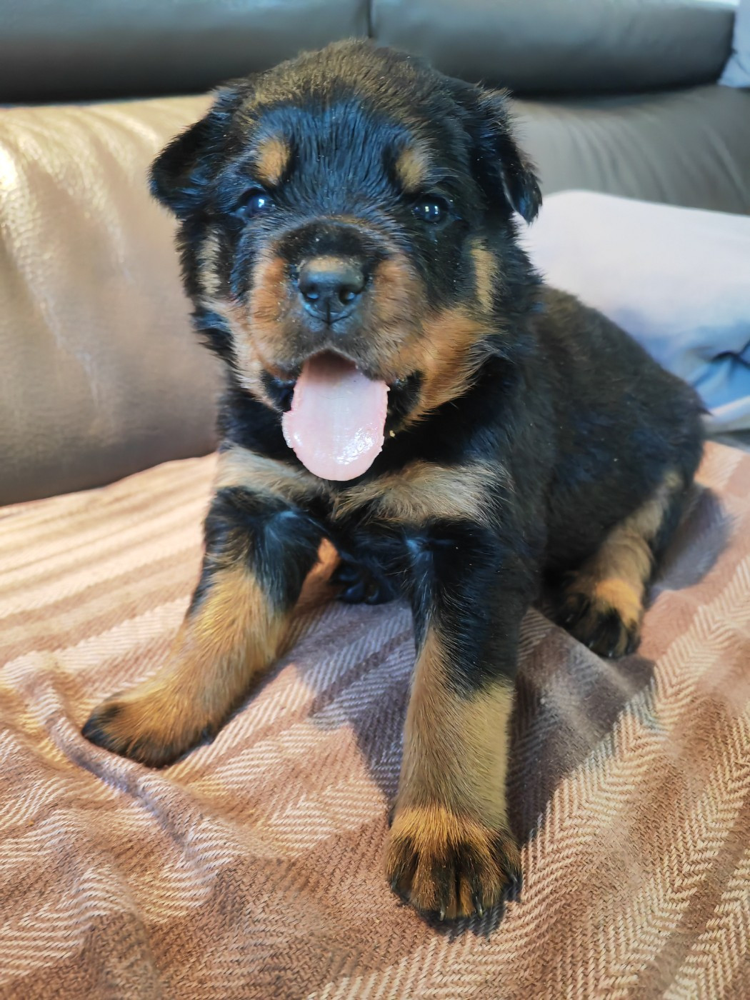 Der Wachter Von Vesta - Chiots disponibles - Rottweiler