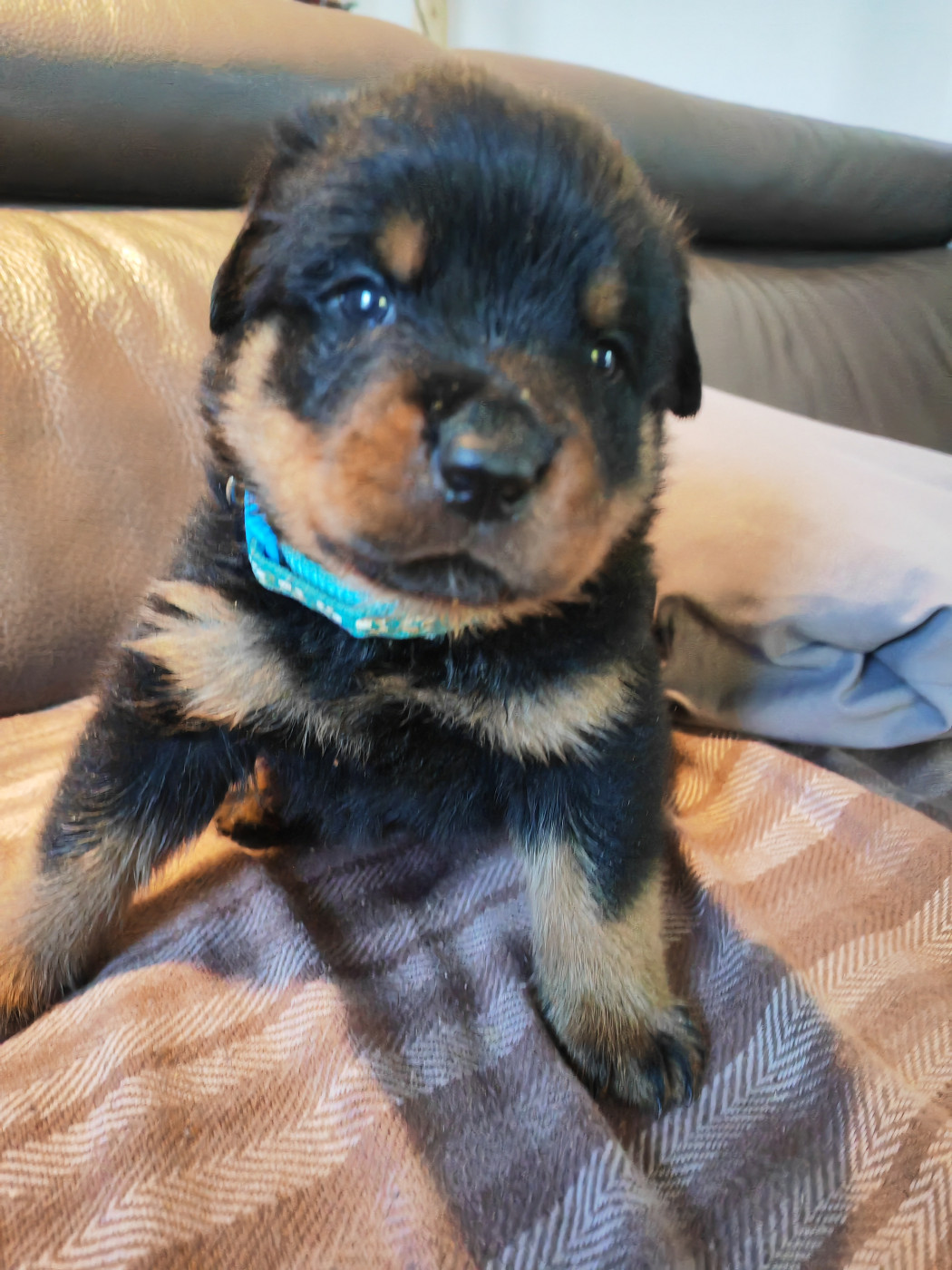 Der Wachter Von Vesta - Chiots disponibles - Rottweiler