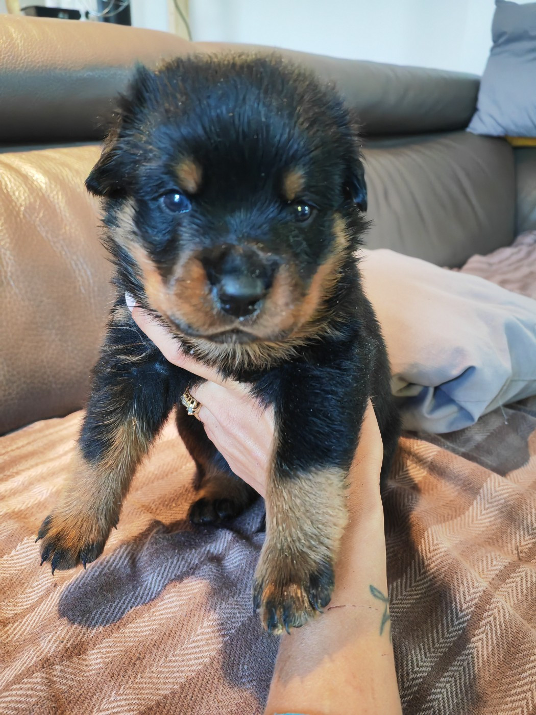Der Wachter Von Vesta - Chiots disponibles - Rottweiler