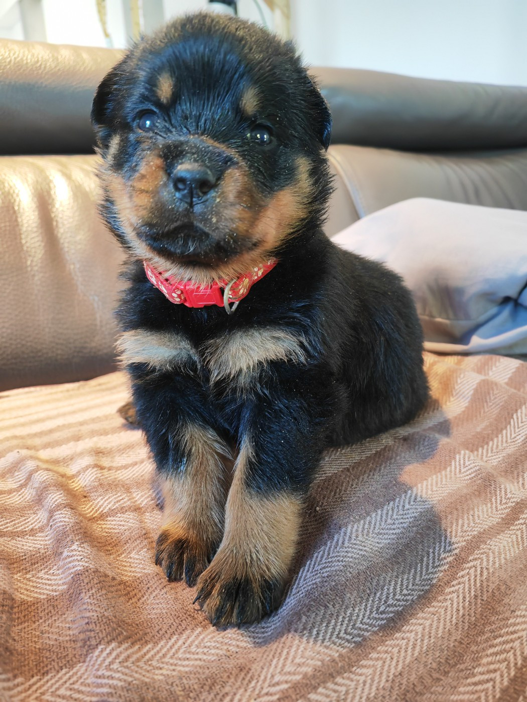 Der Wachter Von Vesta - Chiots disponibles - Rottweiler