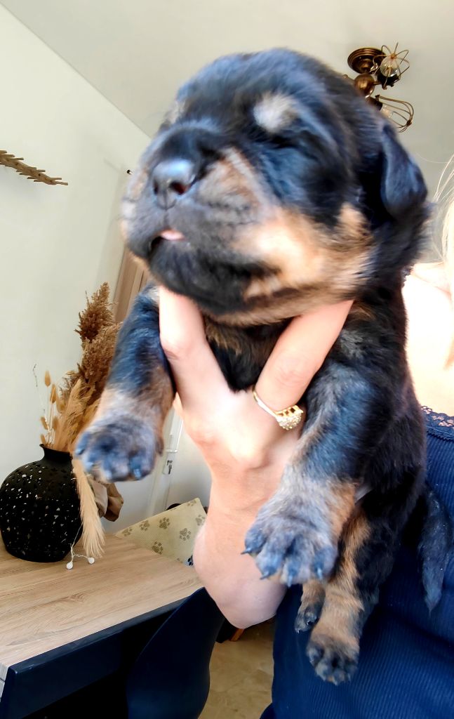 Der Wachter Von Vesta - Chiots disponibles - Rottweiler