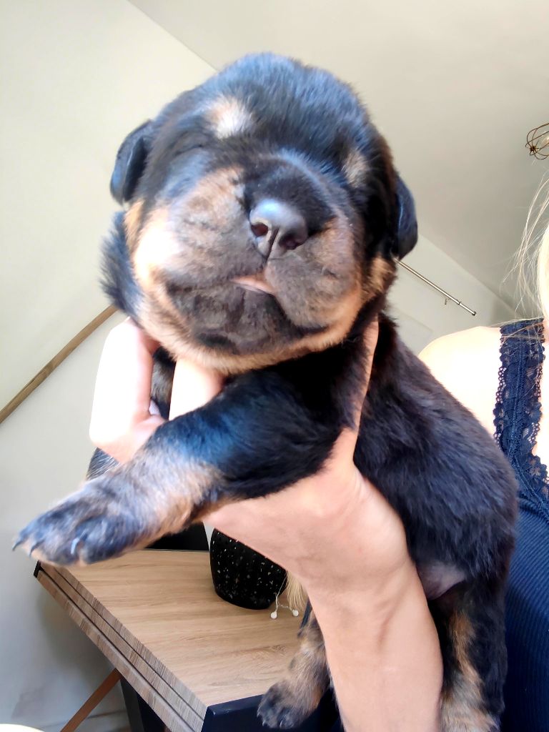 Der Wachter Von Vesta - Chiots disponibles - Rottweiler