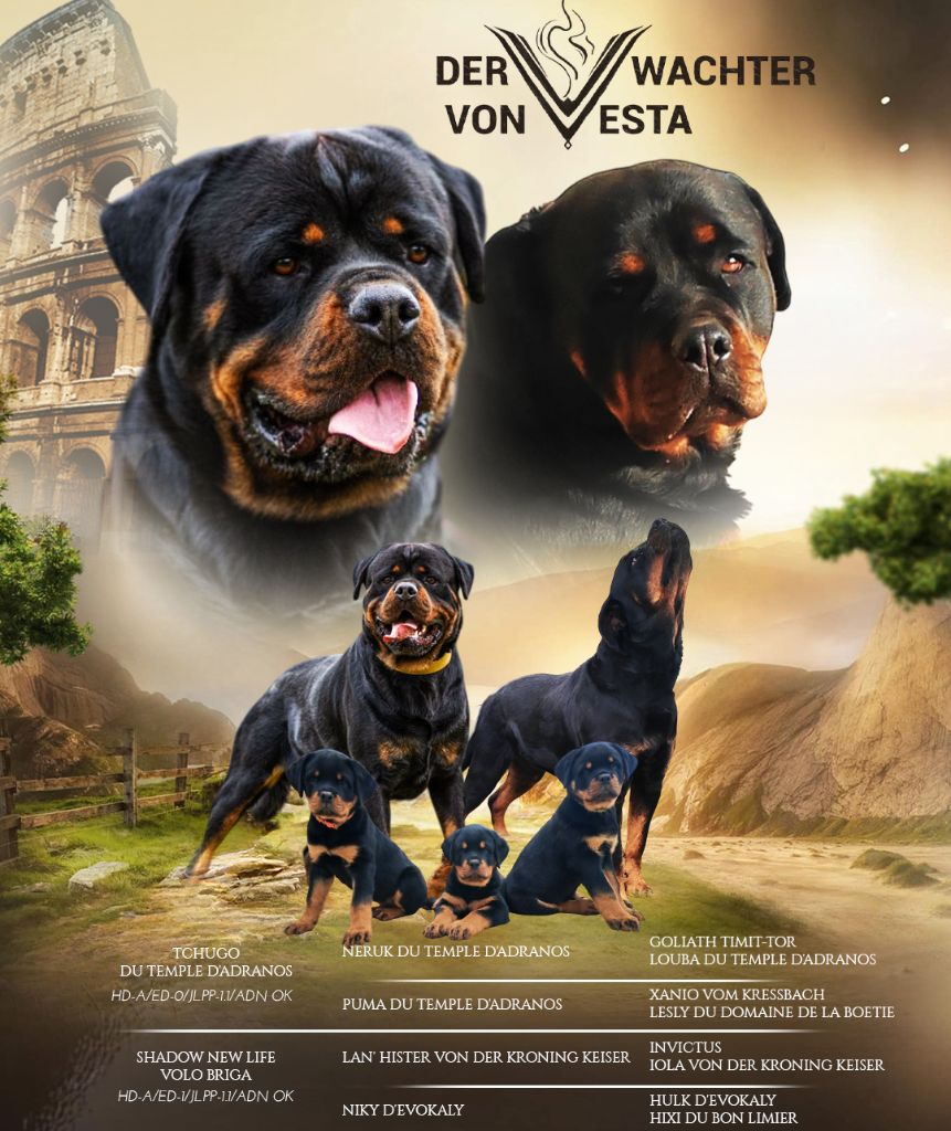 Chiot Rottweiler Der Wachter Von Vesta