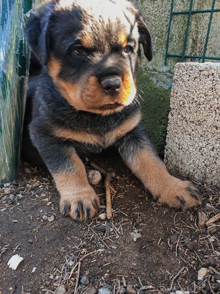 Der Wachter Von Vesta - Chiots disponibles - Rottweiler