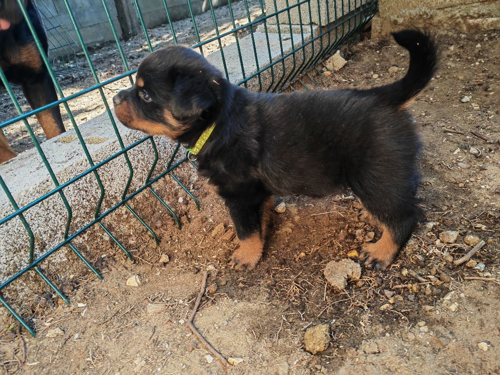 Der Wachter Von Vesta - Chiots disponibles - Rottweiler