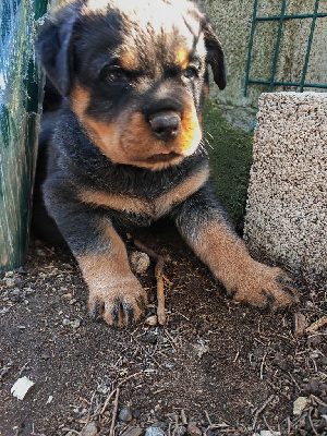 CHIOT