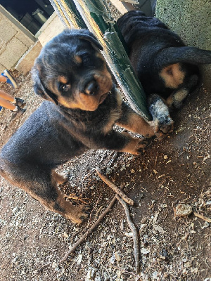 CHIOT