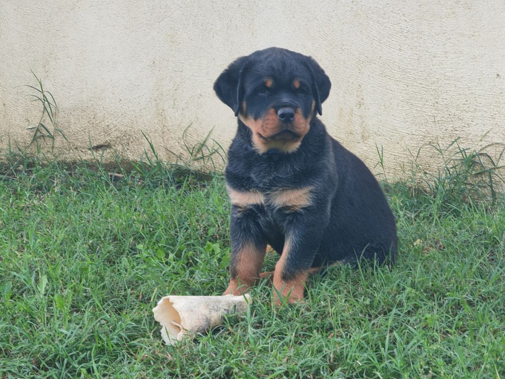 Der Wachter Von Vesta - Chiots disponibles - Rottweiler