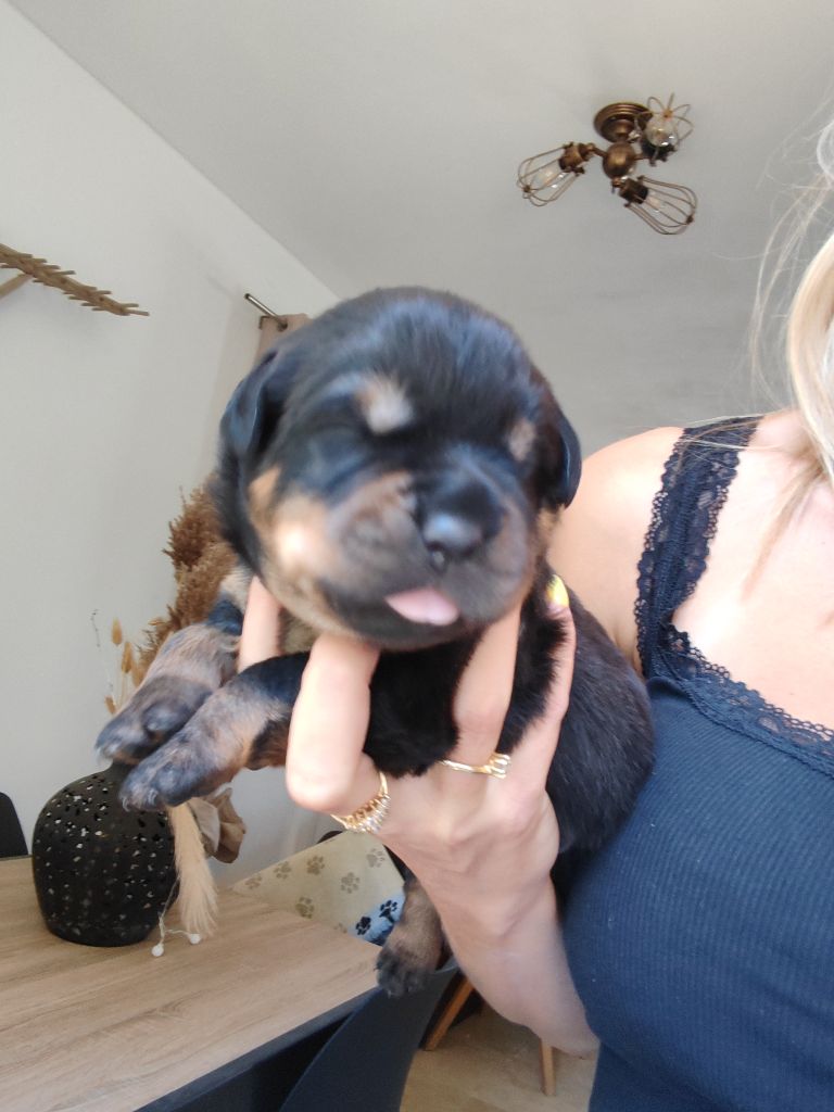Der Wachter Von Vesta - Chiots disponibles - Rottweiler
